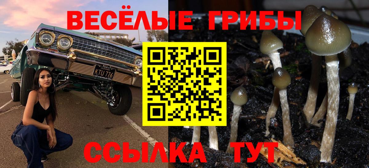 Псилоцибиновые грибы Psilocybine cubensis  Псилоцибиновые грибы мицелий  Вход с VPN  Павлово 